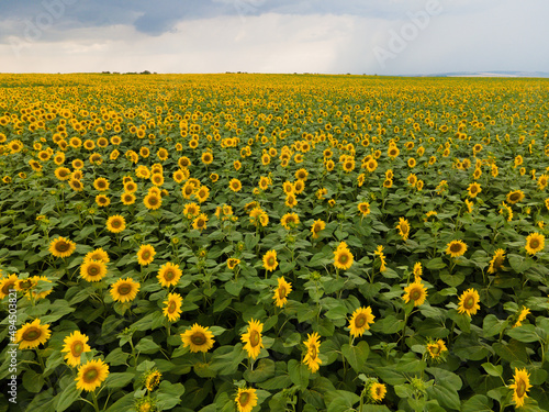 Landscape with yellow flowering sunflowers fields at rainy summer day