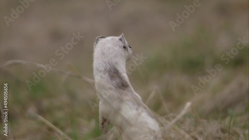 stoat on a meadow 