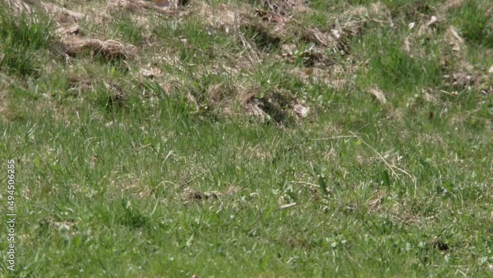 stoat on a meadow stoat on a meadow