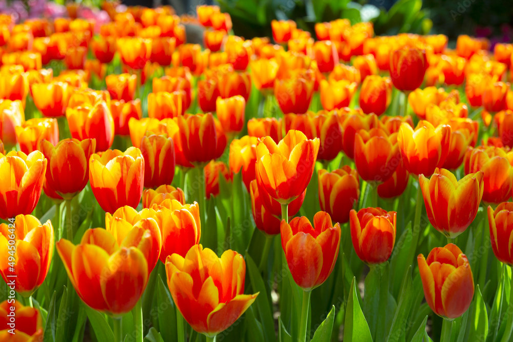 beautiful tulips in the flower garden