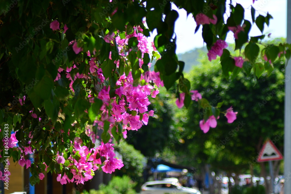 Blooming Bougainvillea on a blurry background of a city street in Mediterranean town. Soft selective focus, bokeh effect