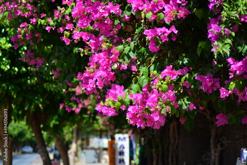 Blooming Bougainvillea close up on a blurry background of a city street in Mediterranean town. Soft selective focus, bokeh effect