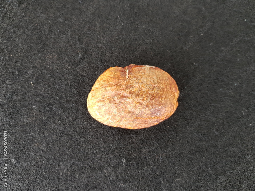 Tonka beans, Dipteryx odorata known as "cumaru", "kumaru", or