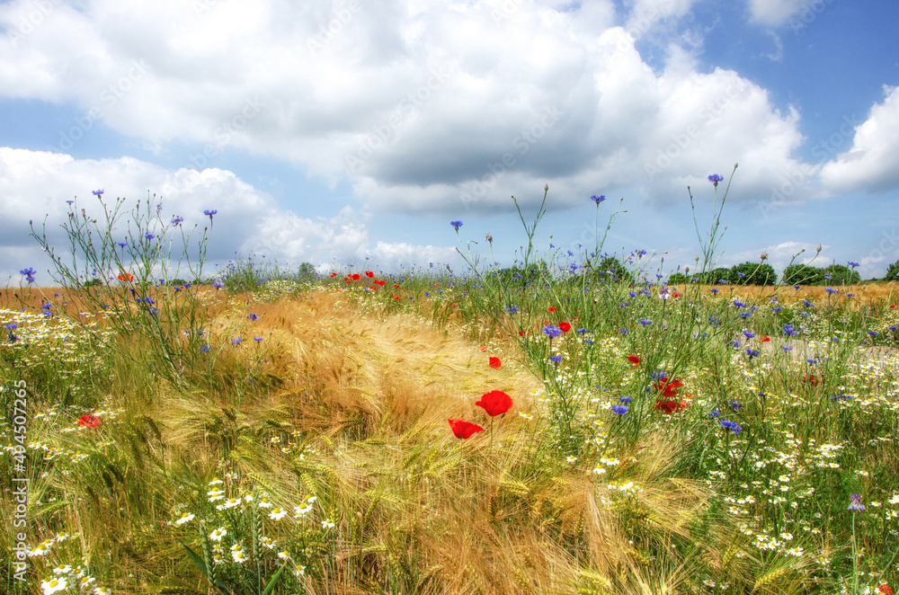 cornflowers and poppies blooming along the way