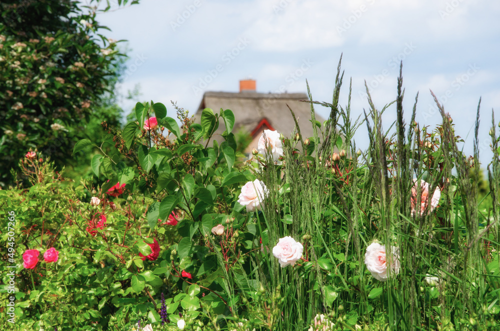 Rose hedge with thatched cottage in the background defocused