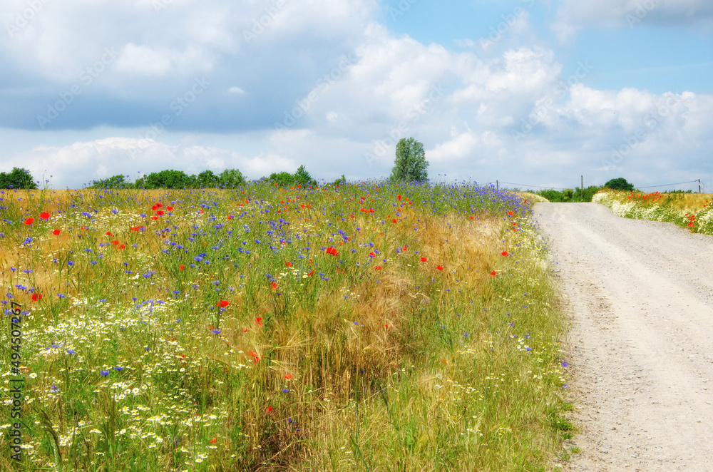 Cornfield with cornflowers and poppies blooming along the way