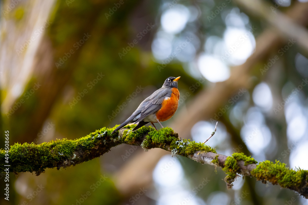 A gorgeous bird standing on a branch covered in moss in front of a blurred background. A gorgeous bird standing on a branch covered in moss in front of a blurred background.