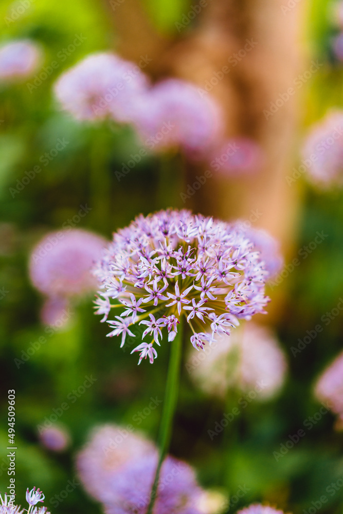 Fototapeta premium flower in the garden