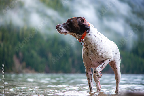 german shorthaired pointer photo