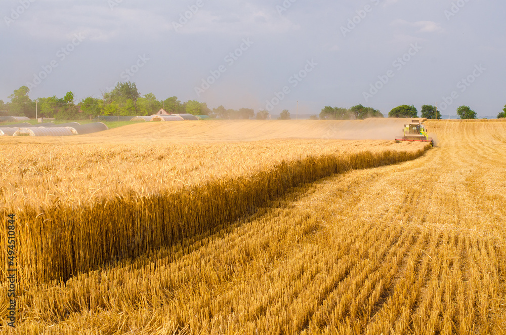Harvester combine harvesting wheat in summer	