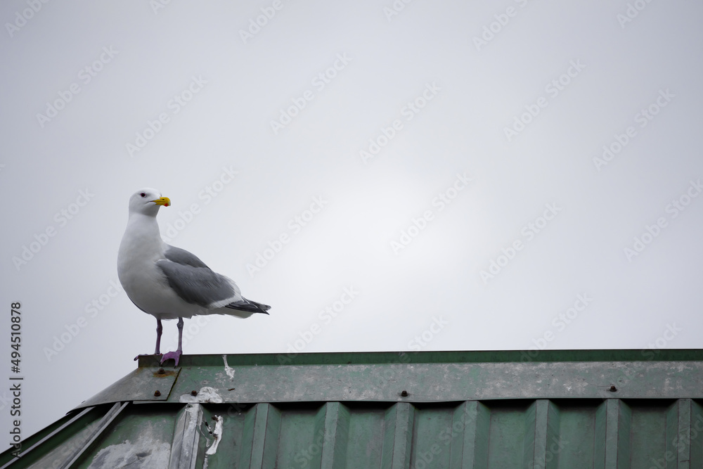 Obraz premium Bird standing tall on top of metal roof in Seattle looking off in the distance.