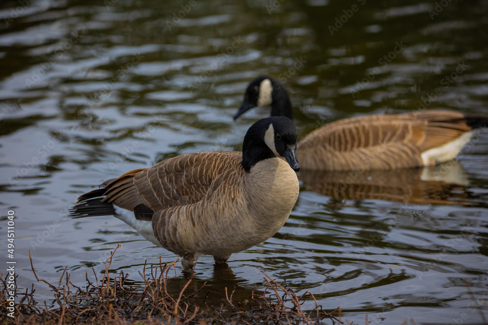 Two geese at pond, one in backdrop swimming, one in foreground standing still on land.