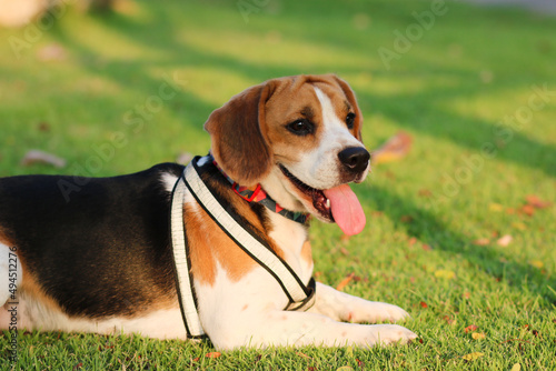 Purebred beagle puppy lying on the grass in the outdoor garden. dog beagle on the walk in the park outdoor. Beagle.