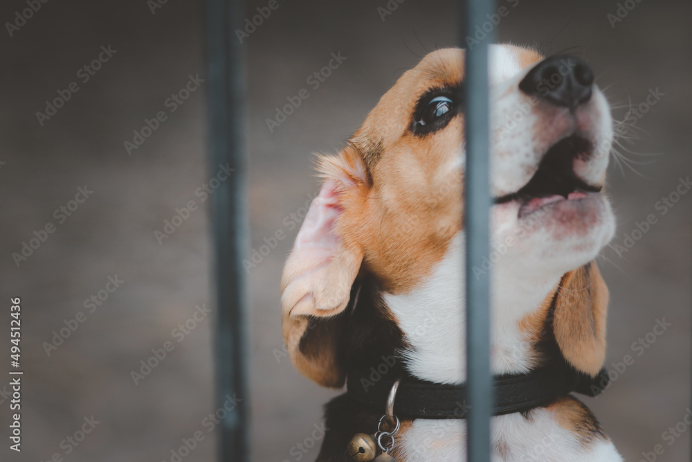 Blurred of beagle dog. Beagle dogs sitting behind gate and waiting for owner at house leak.