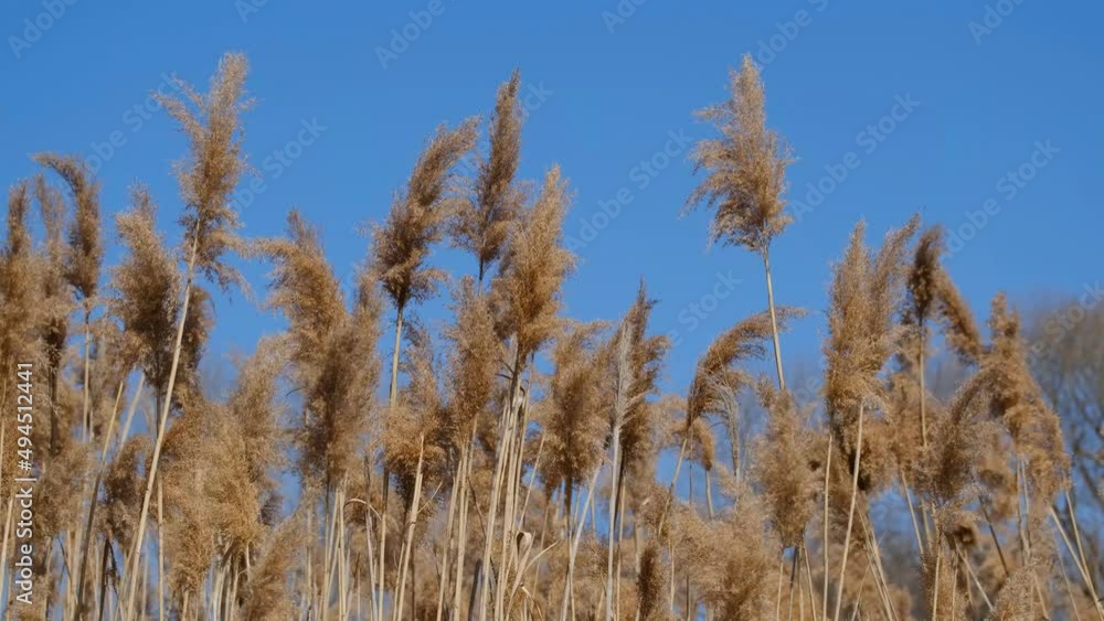 Dry common reed in the wind, blue sky background. Dry plants in nature. Video footage, windy weather. Dry common reed in the wind, blue sky background. Dry plants in nature. Video footage, windy weather.
