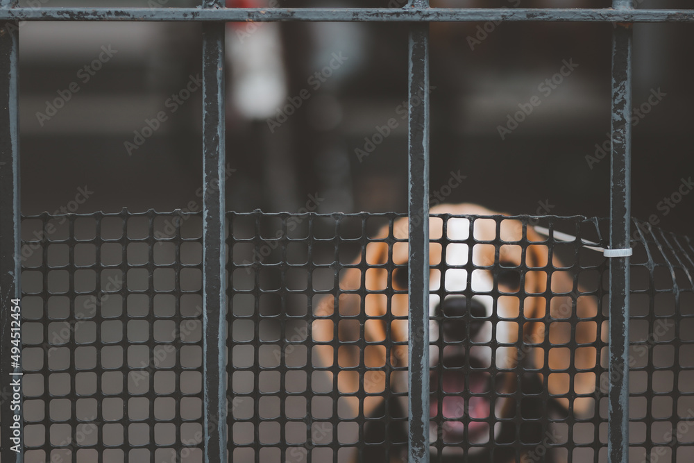 Blurred of beagle dog. Beagle dogs sitting behind gate and waiting for owner at house leak.