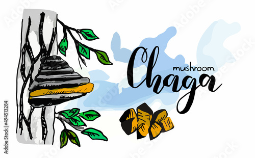 Vector drawn illustration with part of Wild birch Tree and Chaga Mushroom Growing on it. There is lettering text Chaga. Sky background, branches, leaves. Concept ingredients for a drink, coffee, tea.