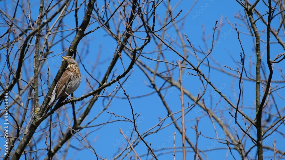 Fieldfare thrush bird in nature on a branch. Bird footage, nature video.