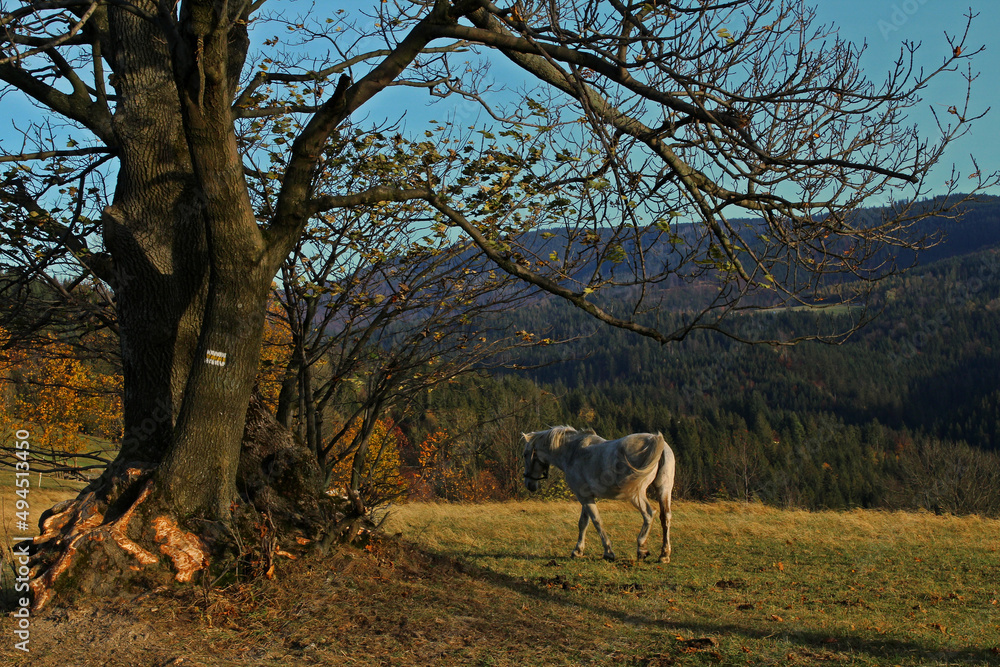 White horse in the natural landscape