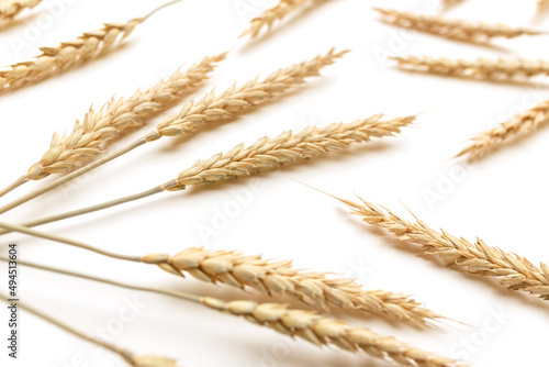 Golden wheat on white background. Close up of ripe ears of wheat plant