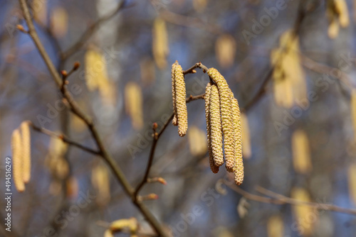 Hazel catkins on a tree branch in sunny day. Forest in early spring