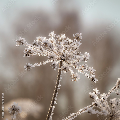 grass, branches covered with frost © ork_0013