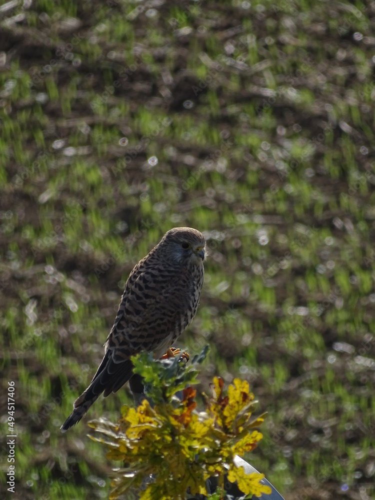 Fototapeta premium bird on a branch