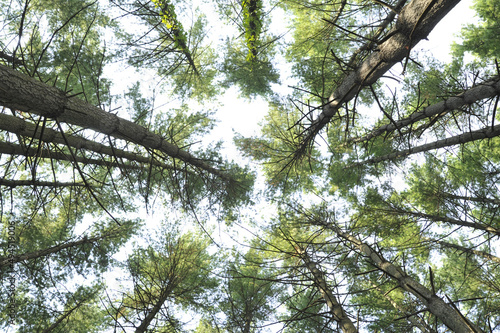 View looking straight up at a group of shortleaf pine trees in a Missouri forest. photo