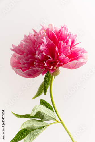 peony on  the white background