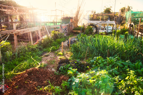 Obraz na plátně Various vegetables growing on a small allotment plot on a sunny day