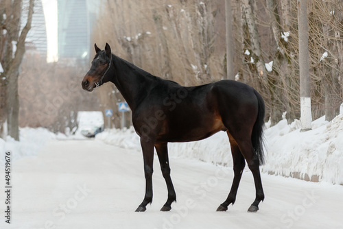 Beautiful dark chestnut horse stands on natural winter background, profile side view, exterior