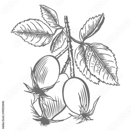 Rosehip. Sketch of an isolated berry branch on a white background. Engraving of summer fruits. Vegetarian food.