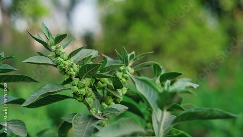 Withania somnifera plant known as Ashwagandha. Indian ginseng herbs, poison gooseberry, or winter cherry. Ashwagandha Benefits For Weight Loss and healthcare