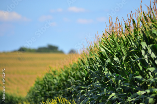 An abundant, mature corn crop within a sea of corn in this late summer scene in northeastern Illinois. Illinois is the second largest state in terms of corn production in the United States.