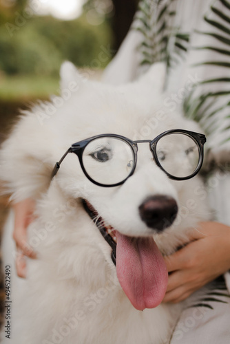 The language of the Samoyed dog. funny dog. dog with glasses photo