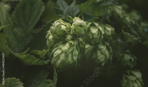 Fresh green hops on the branches. Hop cone close up.