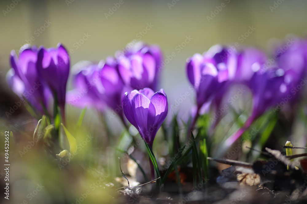 Fototapeta premium Crocus in the garden 
