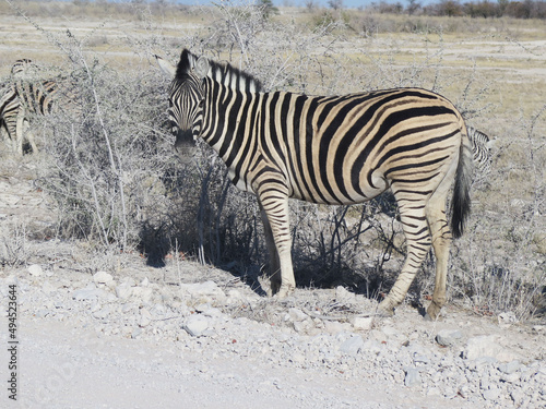 Zebra  Etosha National Park  Namibia