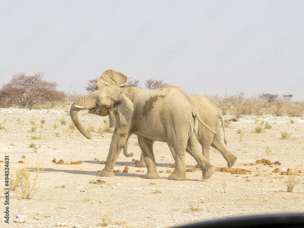 Elefantes, Etosha National Park, Namibia, Africa