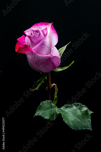 Fototapeta Naklejka Na Ścianę i Meble -  single pink rose