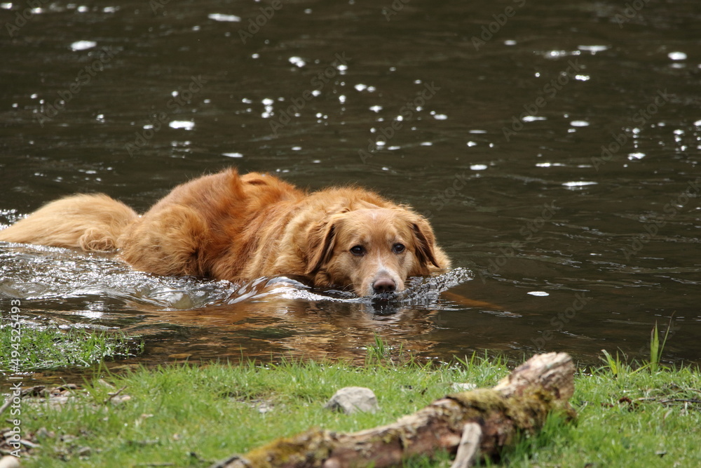 A golden retriever enjoying the river. A golden retriever enjoying the river.
