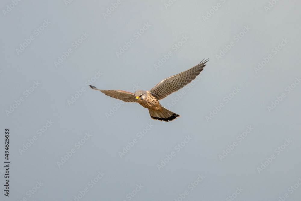 Obraz premium kestrel a bird of prey species belonging to the kestrel group of the falcon family hovering in the sky
