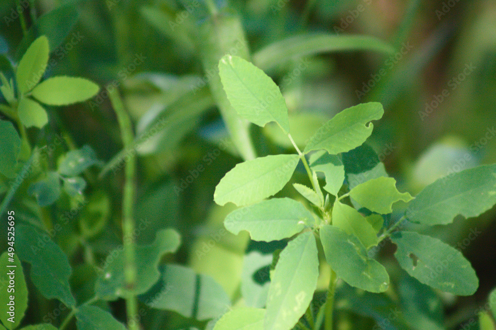 Closeup of white sweetclover leaves with selective focus on foreground Closeup of white sweetclover leaves with selective focus on foreground
