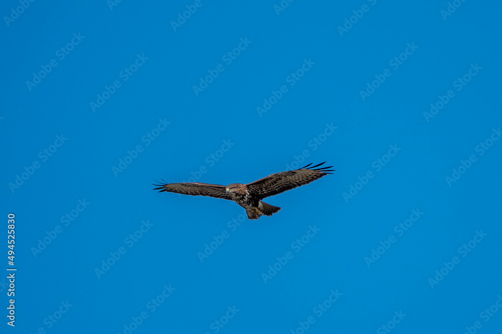 buzzard in flight against a bright blue sky buzzard in flight against a bright blue sky