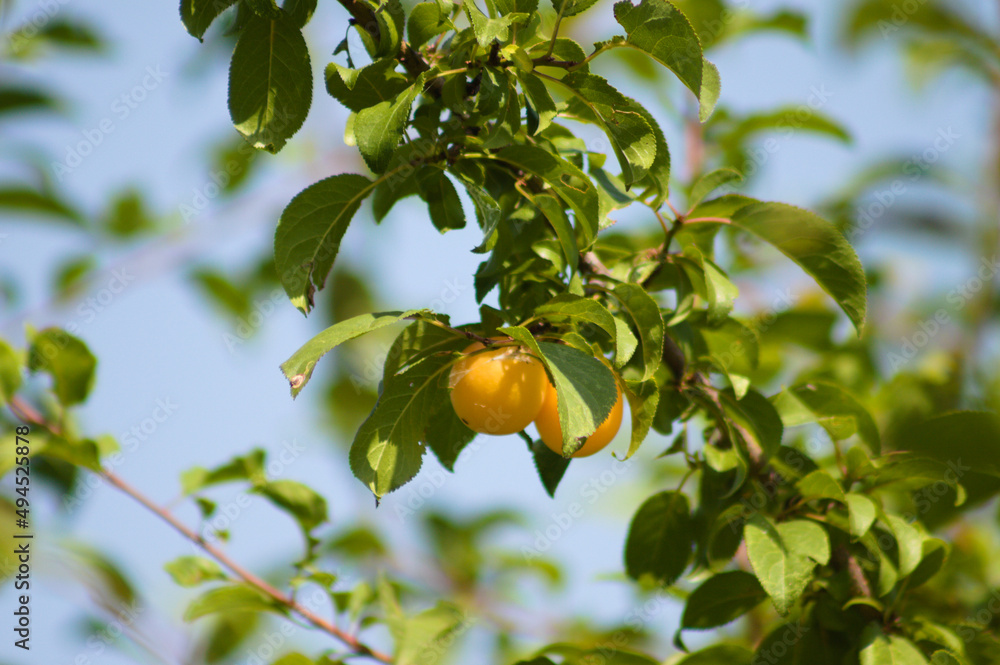 Closeup of american plum fruits with blue sky on background