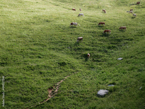 Downview on cows on a willow photo