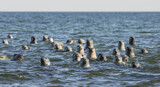 Group of gray seals in the Baltic sea in Estonia