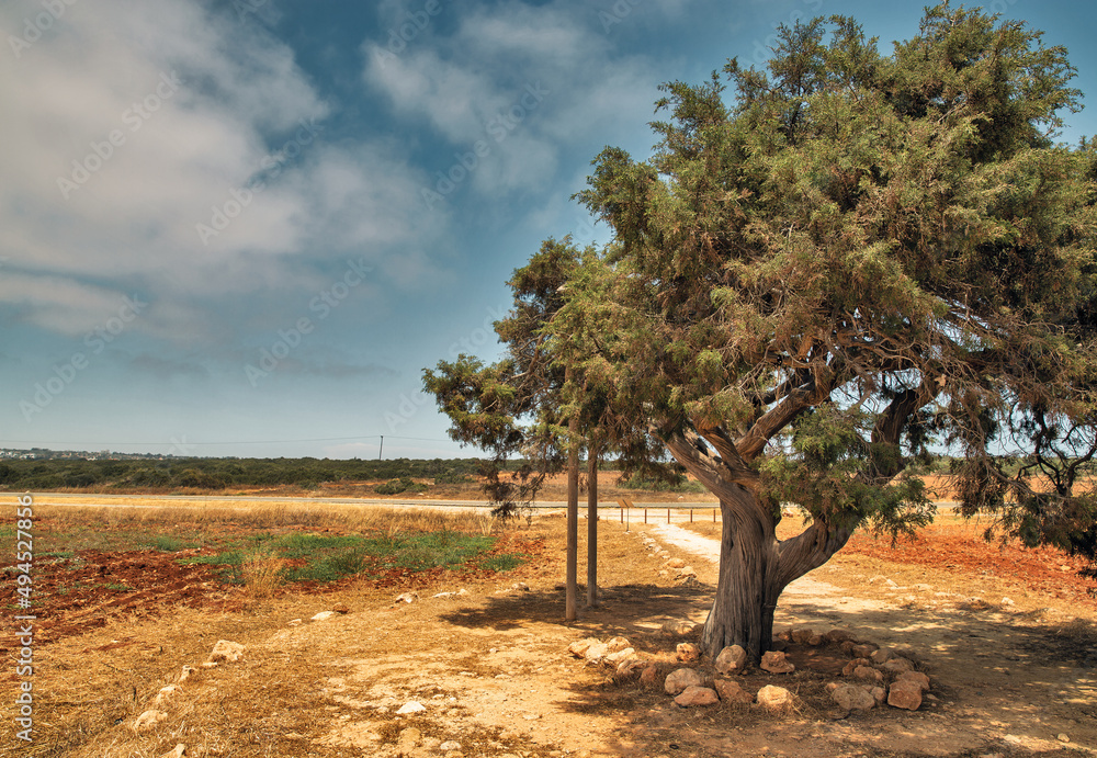 Famous old juniper Tree of Lovers in Ayia Napa, Cyprus.