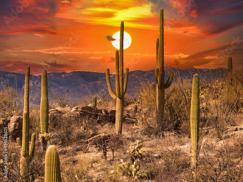 Fototapeta Naklejka Na Ścianę i Meble -  Scenic view of the Saguaro National Park under an orange sunset sky in Arizona, USA