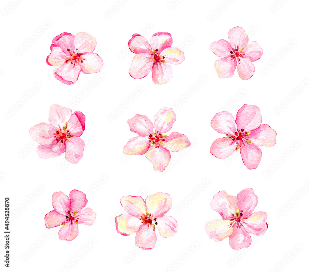 Set of pink flowers isolated on white background. Cherry blossom, flowering sakura, apple. Watercolor bundle